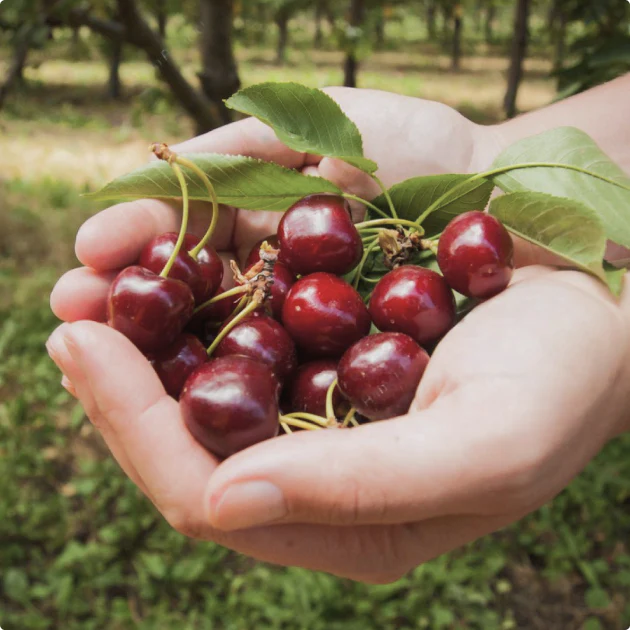 Snowgoose Cherries