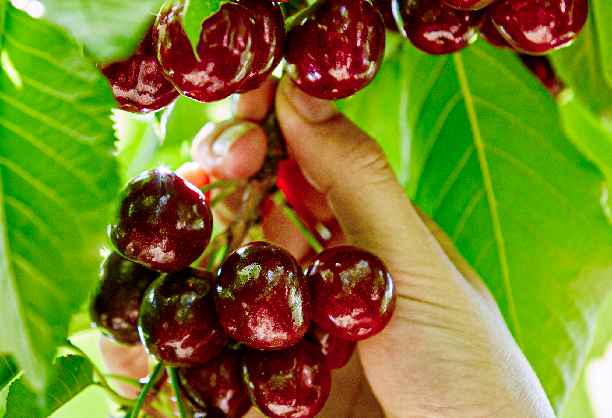 Handpicked